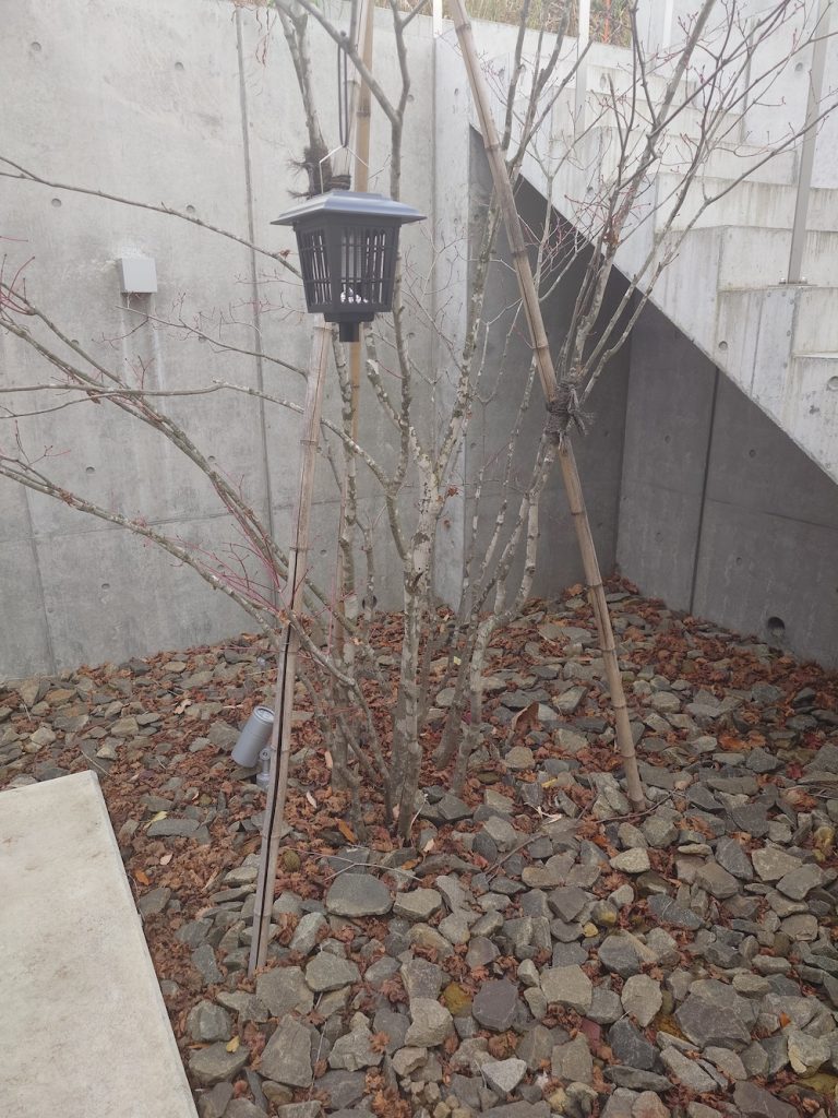 Xperia 5 Vで屋外で撮った写真