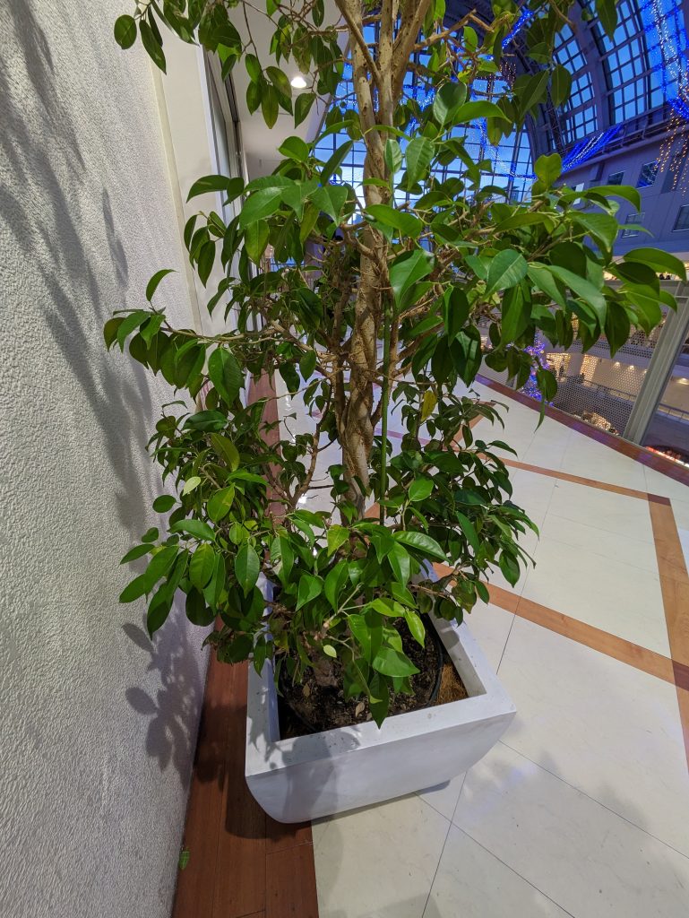 Google Pixel 7aで撮影した植物の写真（1倍）
