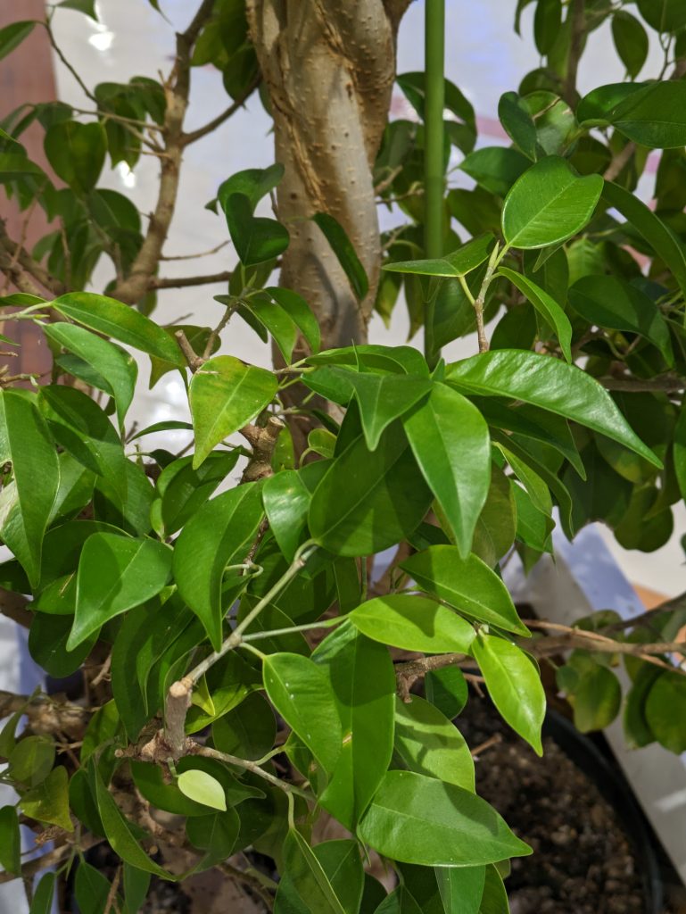 Google Pixel 7aで撮影した植物の写真（2倍）