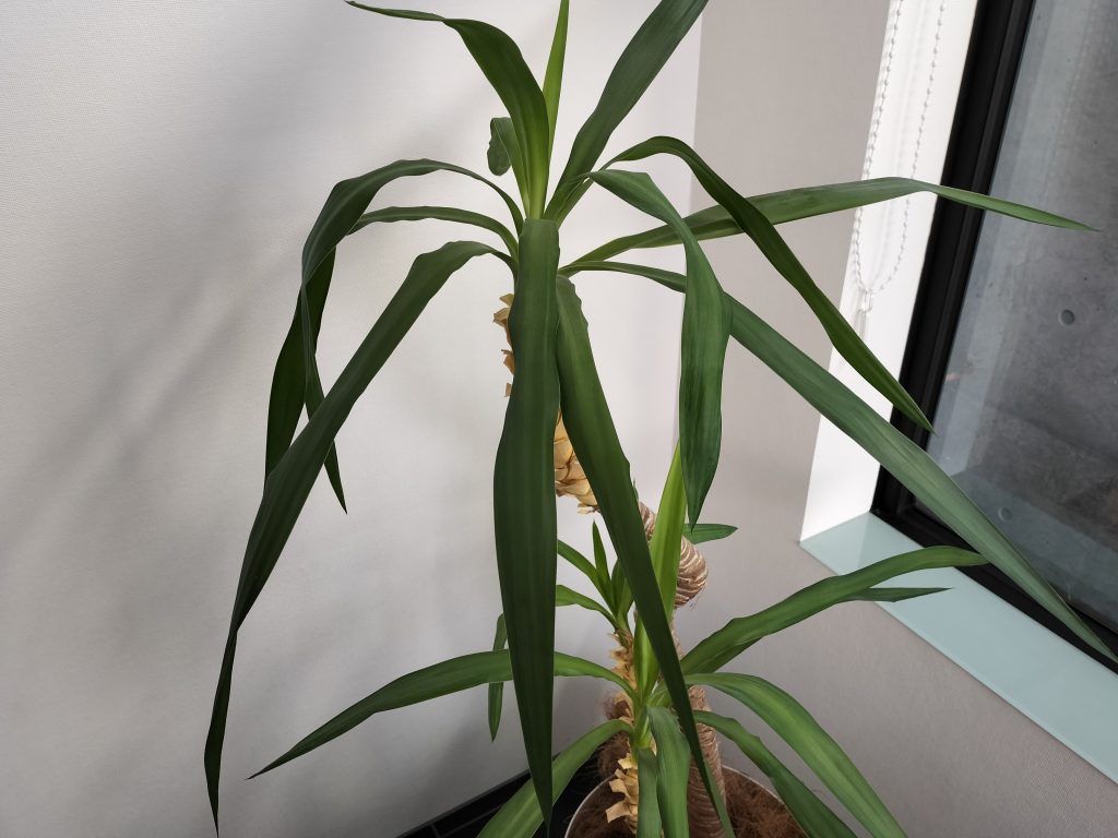 OPPO Reno7 A 写真撮影