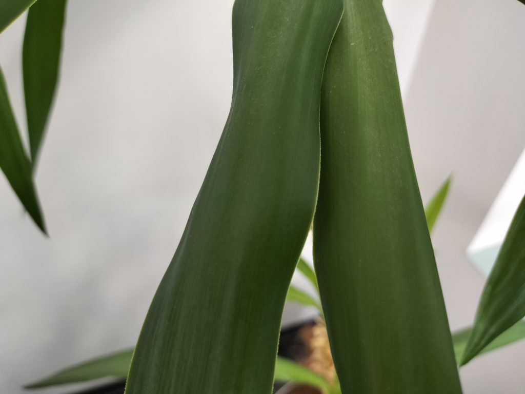 OPPO Reno7 A 写真撮影