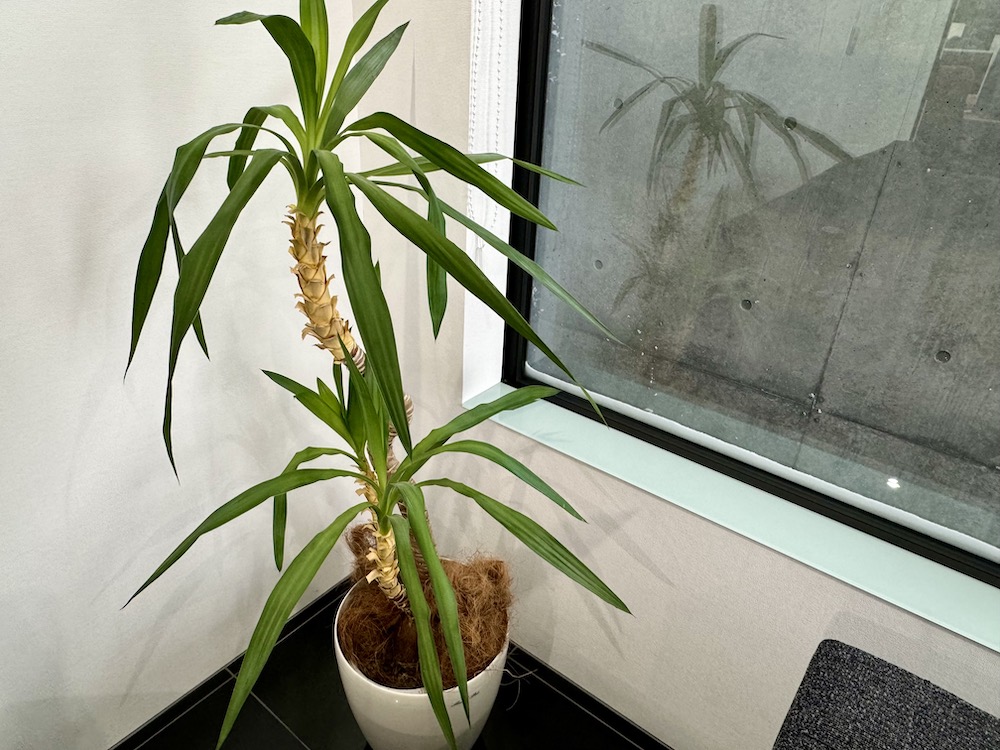 iPhone 15 Proで撮影